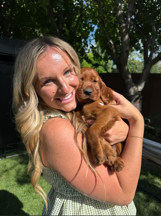 Irish Setter Puppies media 3