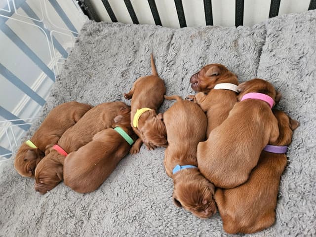 Irish Setter Puppies media 4
