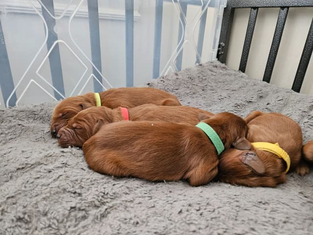 Irish Setter Puppies media 5
