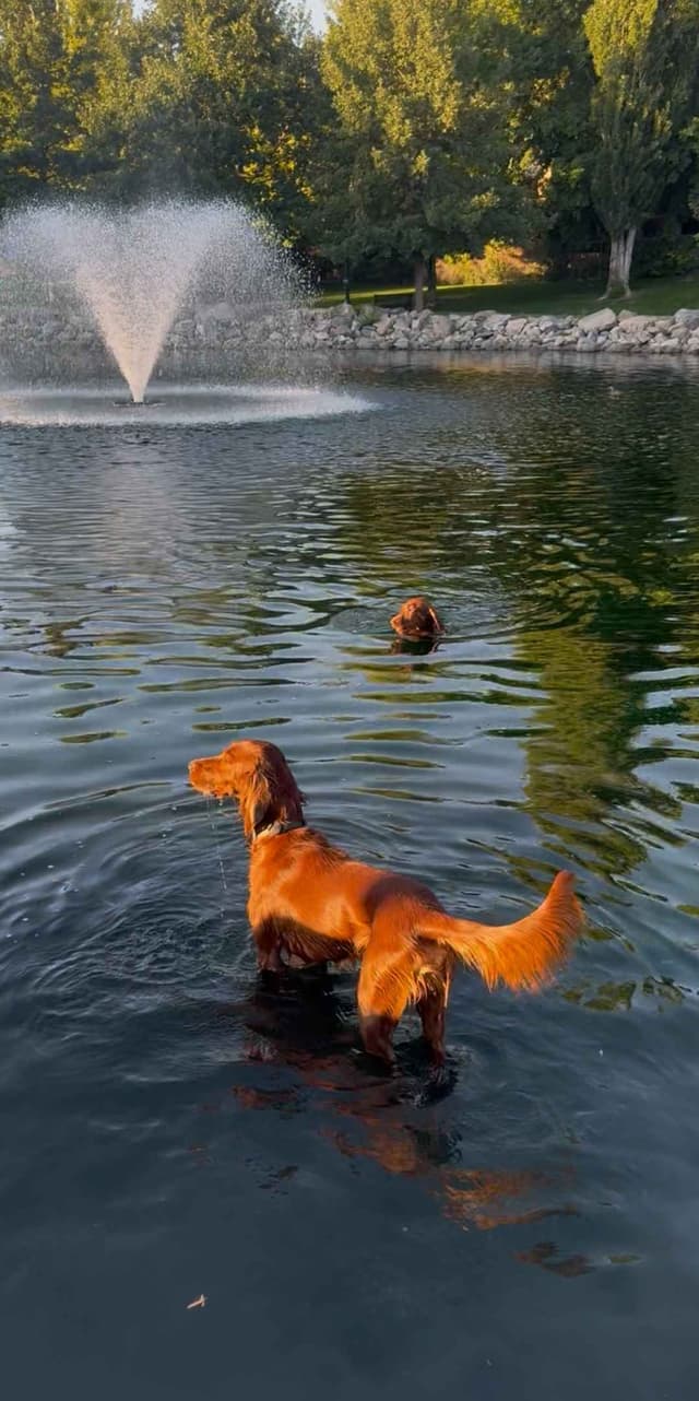 Irish Setter Puppies media 7