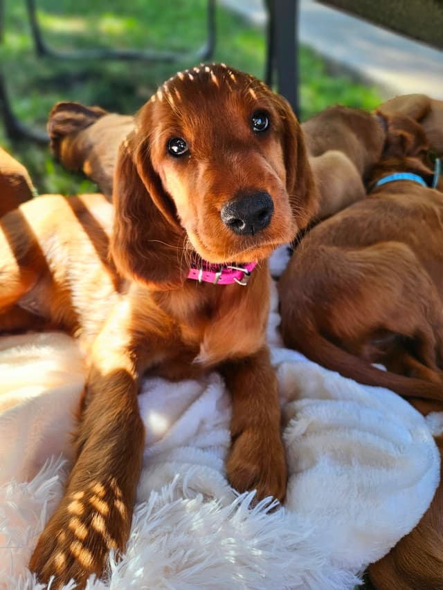 Irish Setter Puppies media 8