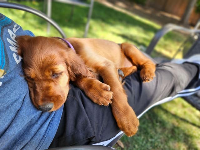 Irish Setter Puppies media 9