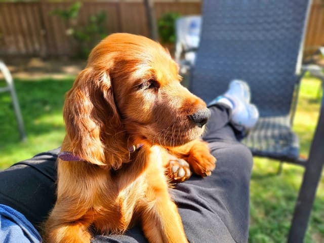 Irish Setter Puppies media 10