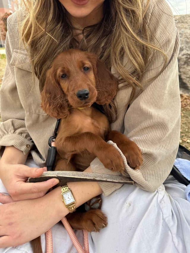 Irish Setter Puppies media 14