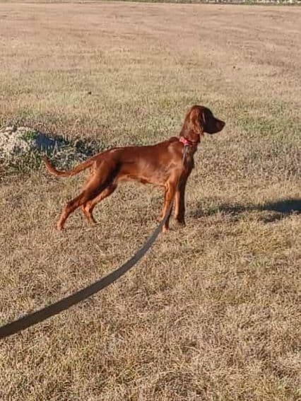 Irish Setter Puppies media 15