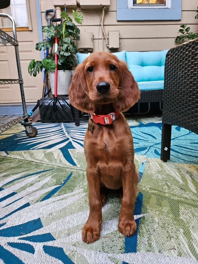 Irish Setter Puppies media 16