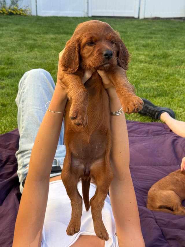 Irish Setter Puppies media 2