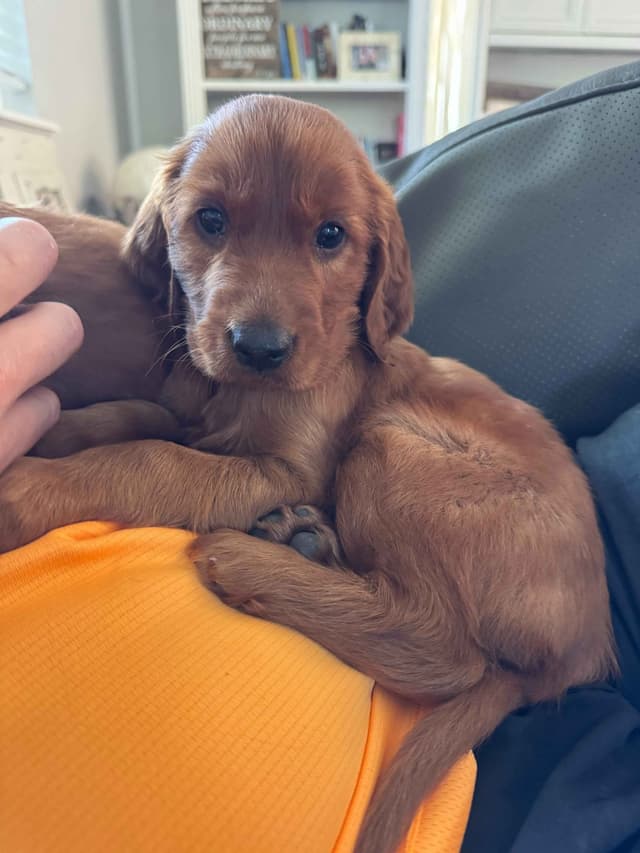 Irish Setter Puppies media 3
