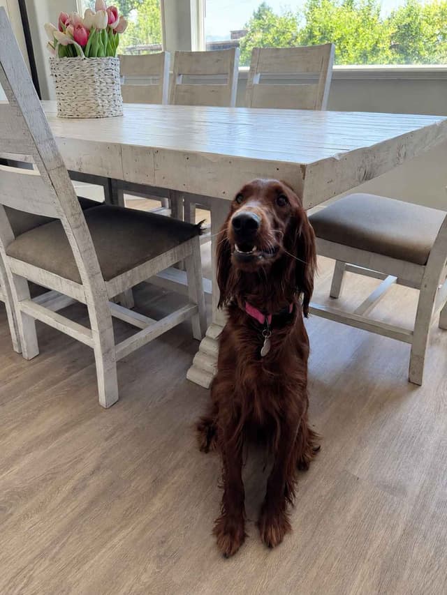 Irish Setter Puppies media 5