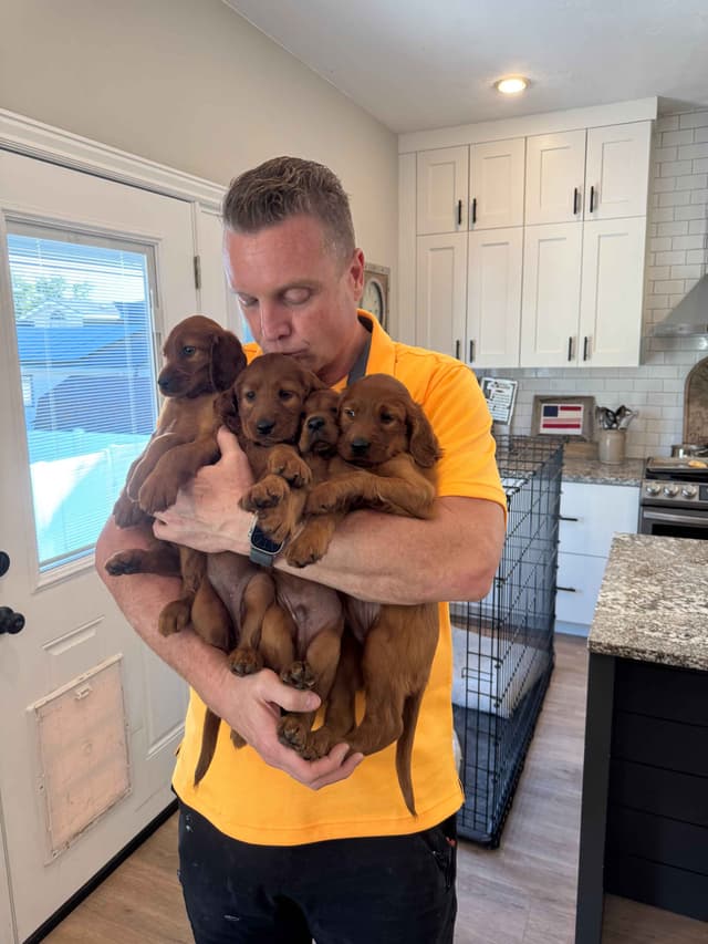 Irish Setter Puppies media 6