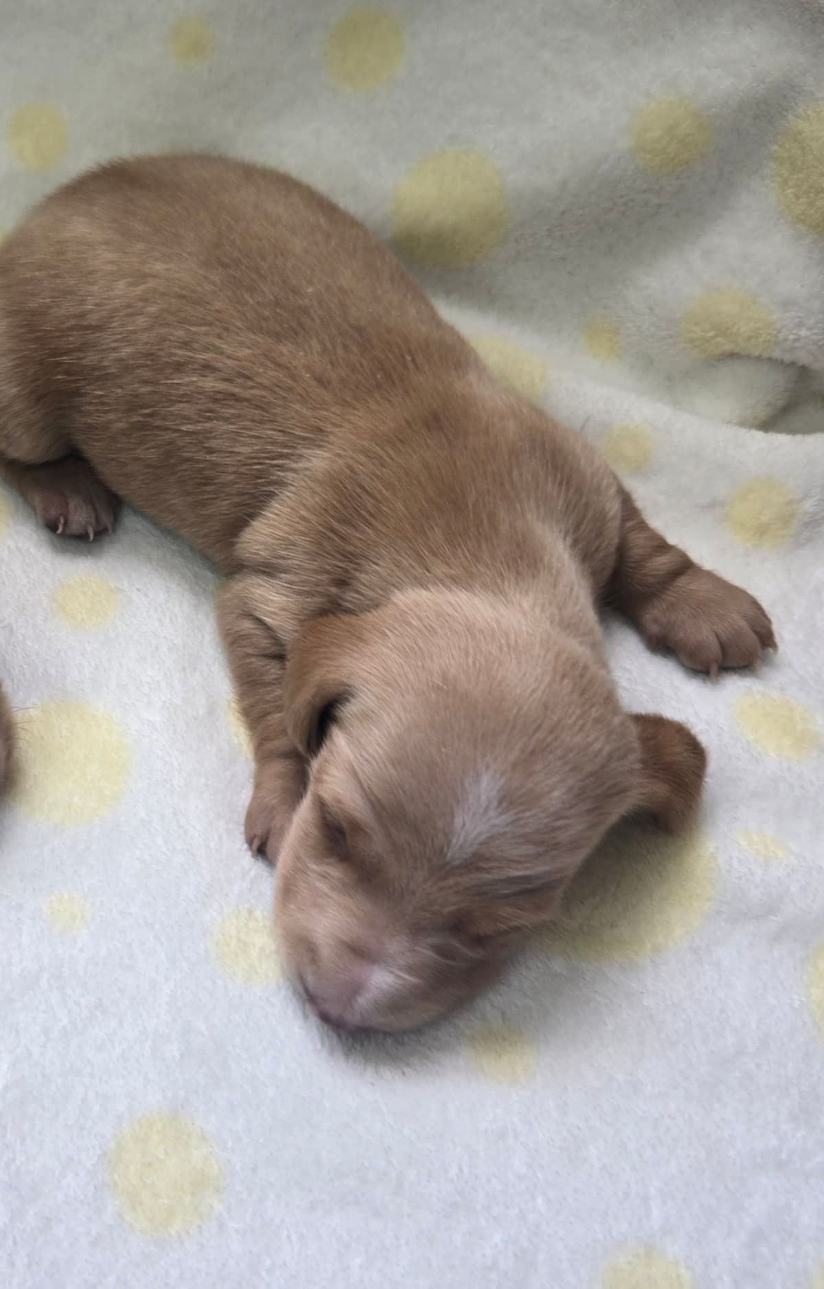 Mini Dachshund Puppies breeder image 2