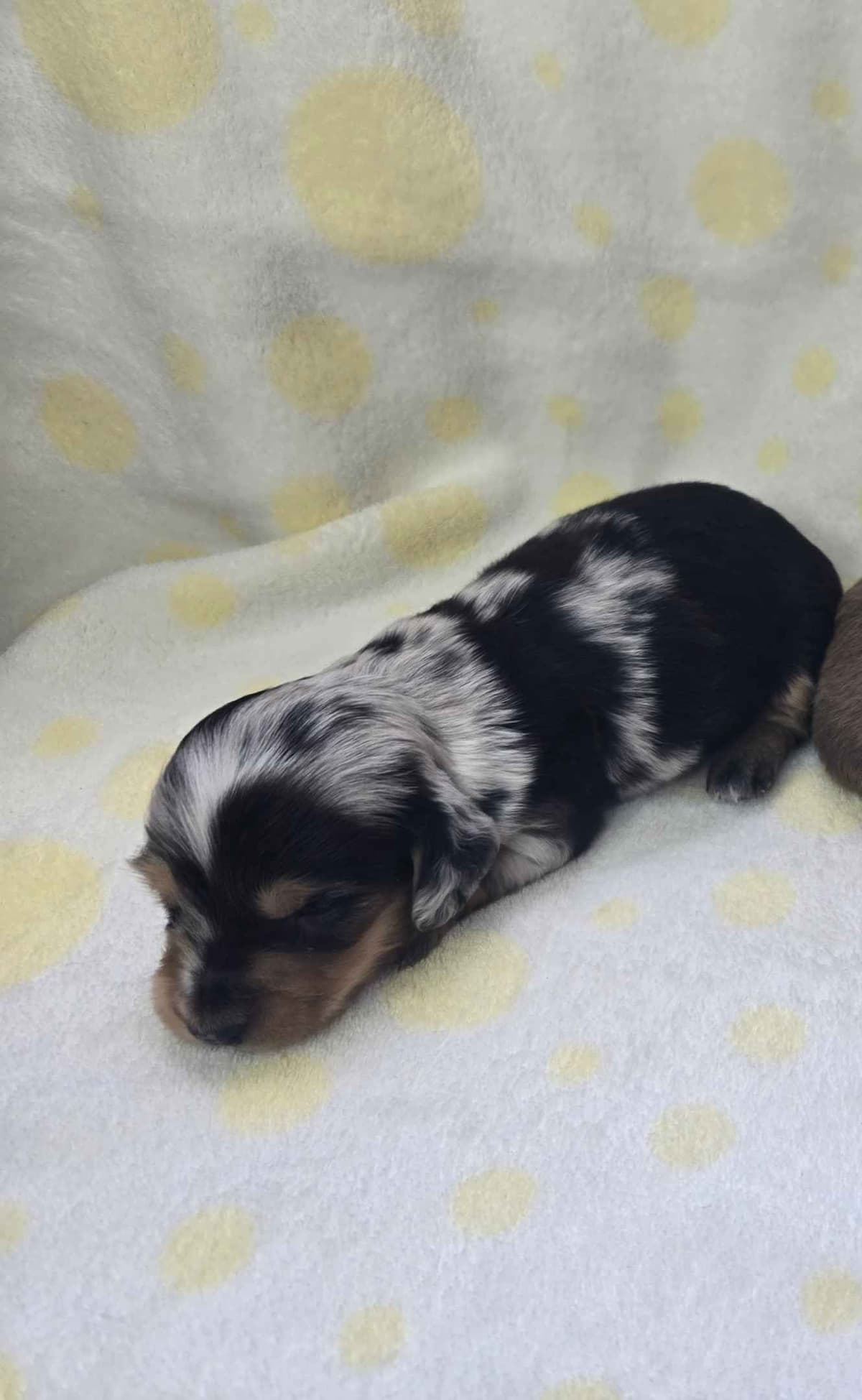 Mini Dachshund Puppies breeder image 4