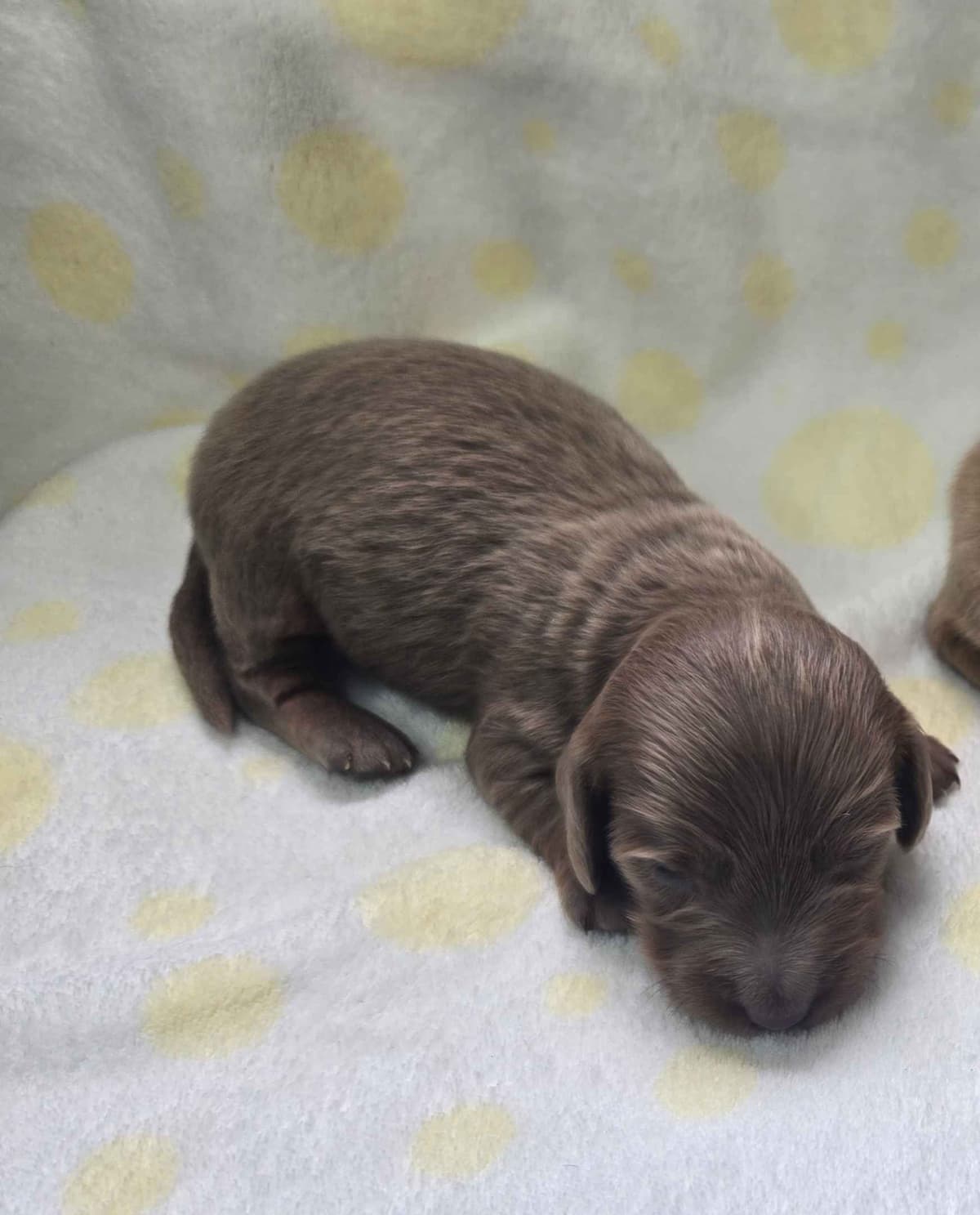 Mini Dachshund Puppies breeder image 1
