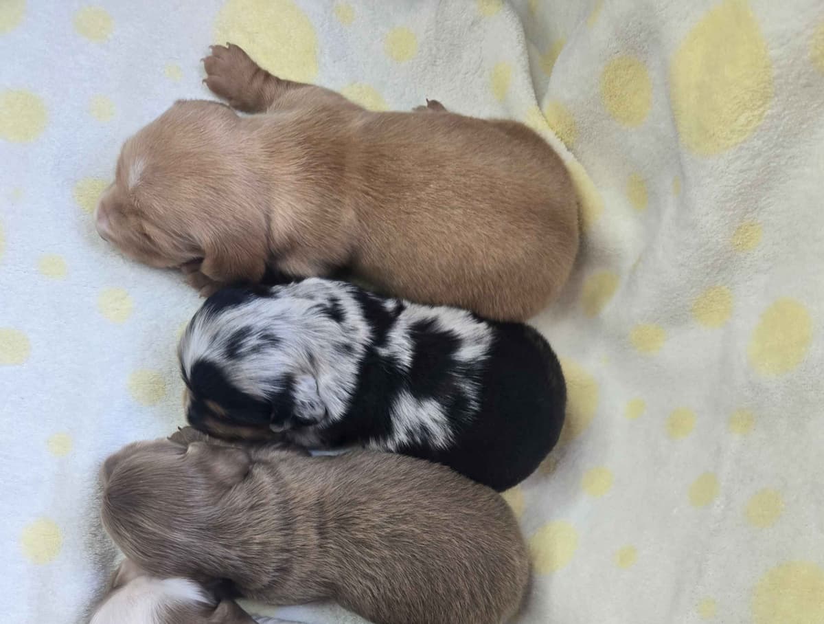 Mini Dachshund Puppies breeder image 3