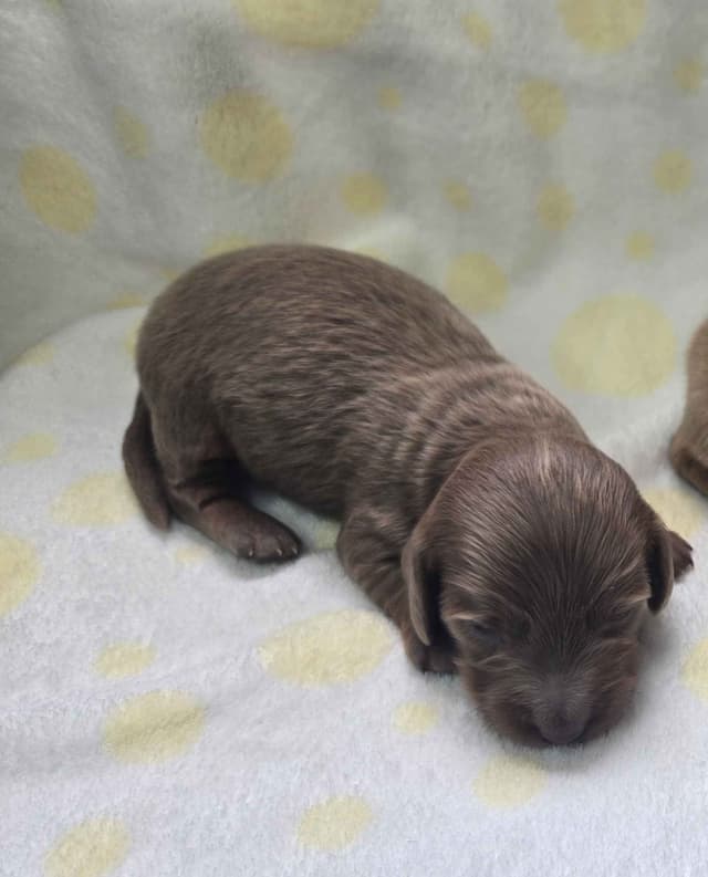 Mini Dachshund Puppies media 2
