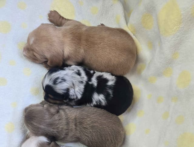 Mini Dachshund Puppies media 4