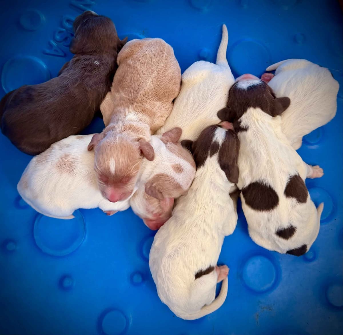 English Cocker Spaniel Puppies breeder image 7