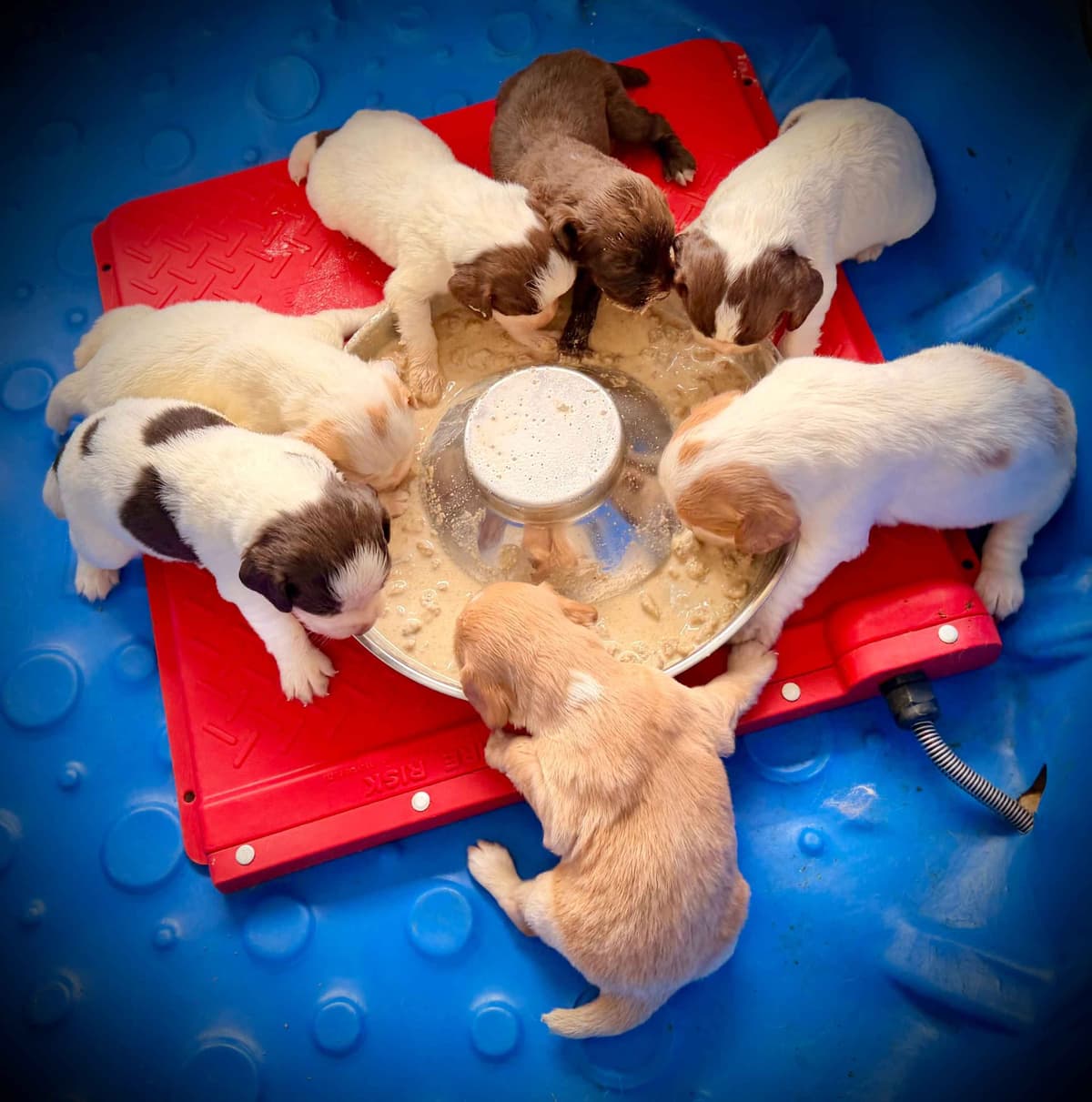 English Cocker Spaniel Puppies breeder image 8