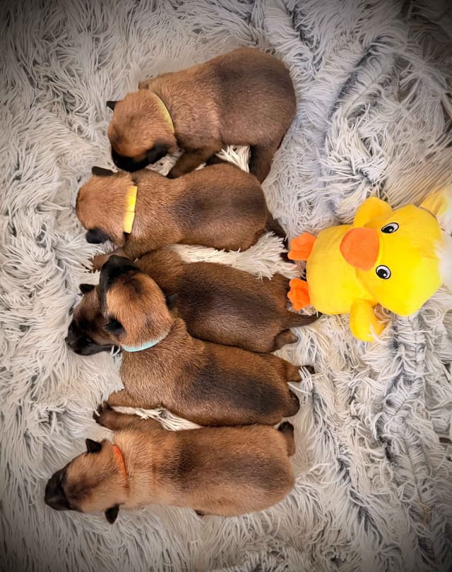 Belgian Malinois Puppies media 3
