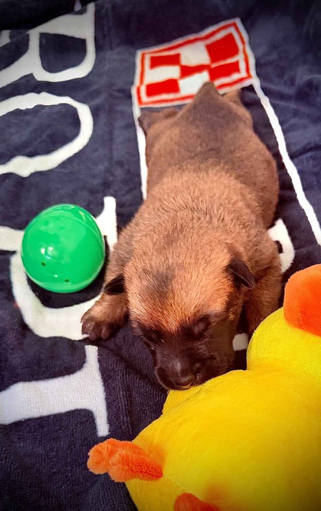Belgian Malinois Puppies media 5