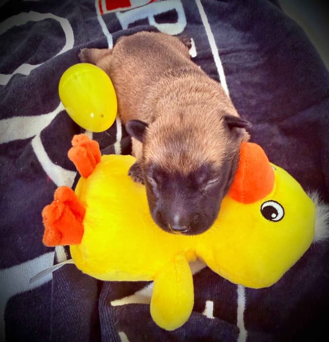 Belgian Malinois Puppies media 6
