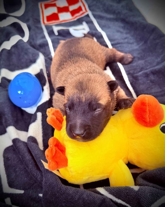 Belgian Malinois Puppies media 7