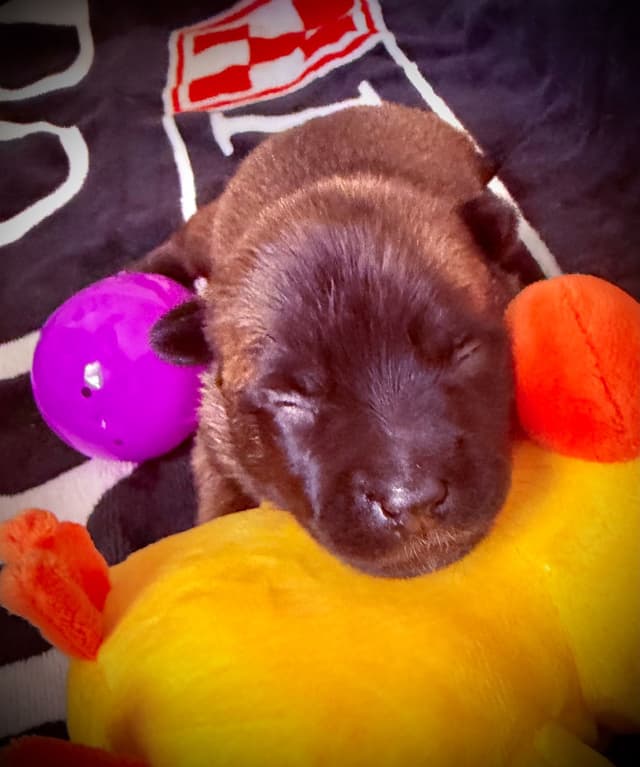 Belgian Malinois Puppies media 8