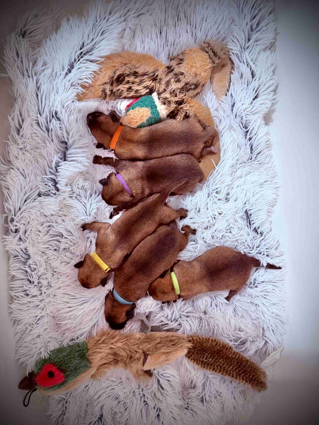 Belgian Malinois Puppies media 9