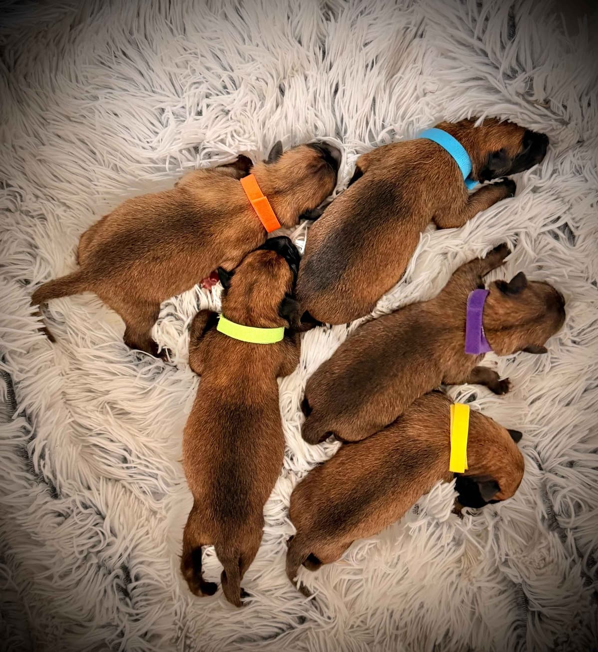 English Cocker Spaniel Puppies breeder image 5