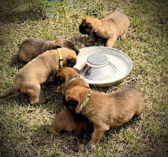 Belgian Malinois Puppies media 10