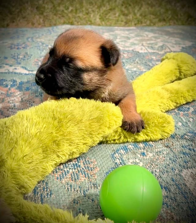 Belgian Malinois Puppies media 11