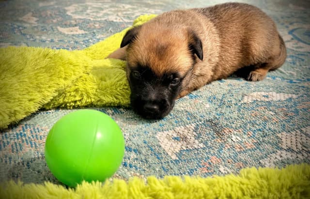 Belgian Malinois Puppies media 12