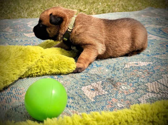 Belgian Malinois Puppies media 13