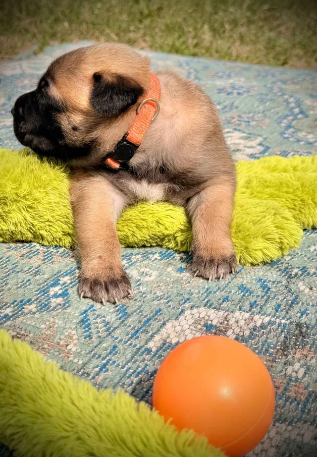 Belgian Malinois Puppies media 15
