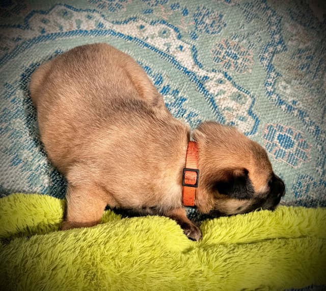 Belgian Malinois Puppies media 16