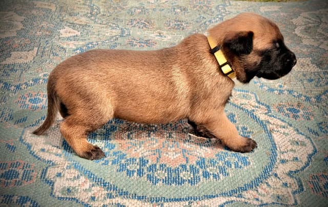 Belgian Malinois Puppies media 17