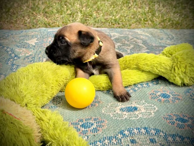 Belgian Malinois Puppies media 18