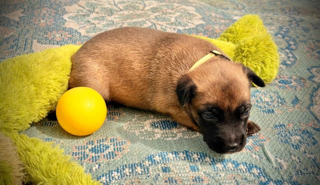 Belgian Malinois Puppies media 19