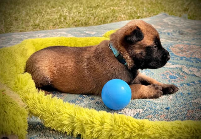 Belgian Malinois Puppies media 20