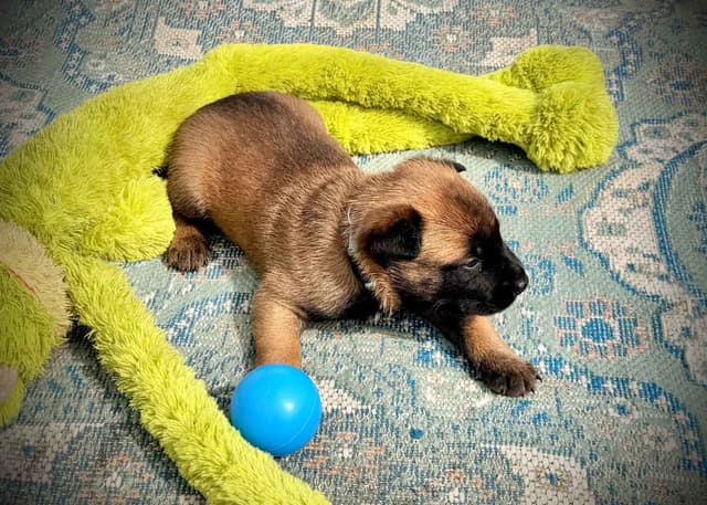 Belgian Malinois Puppies media 21