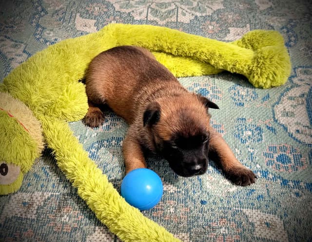 Belgian Malinois Puppies media 22