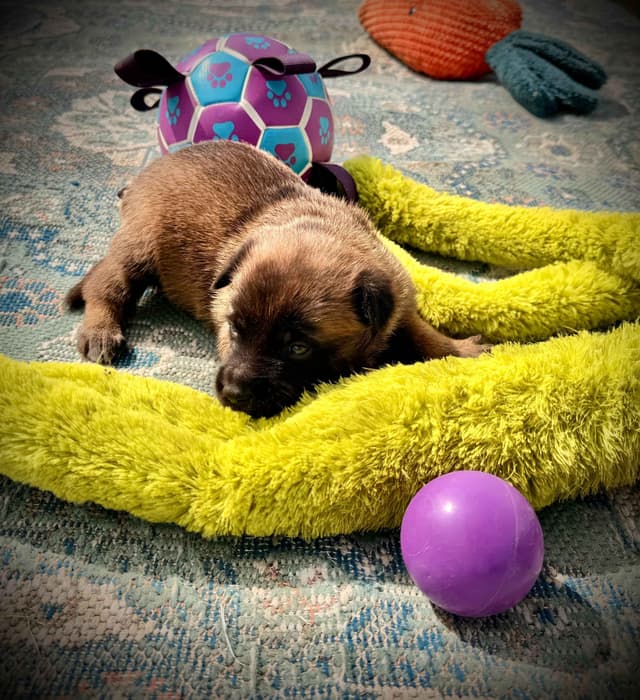 Belgian Malinois Puppies media 23