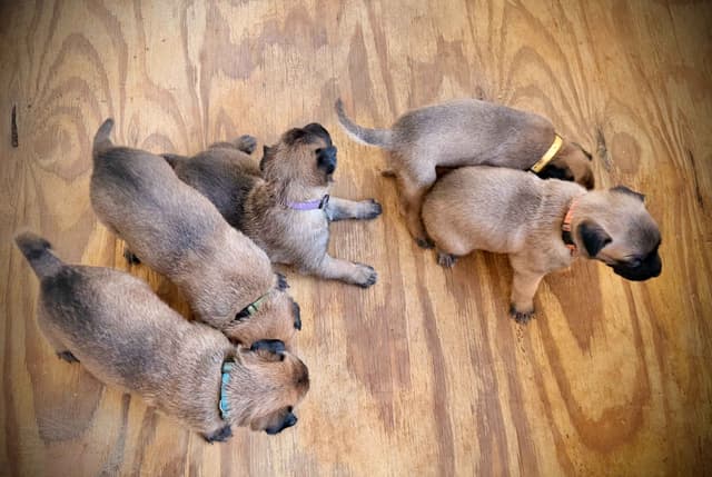 Belgian Malinois Puppies media 24