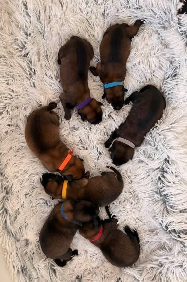 Belgian Malinois Puppies media 2