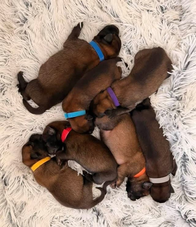 Belgian Malinois Puppies media 3