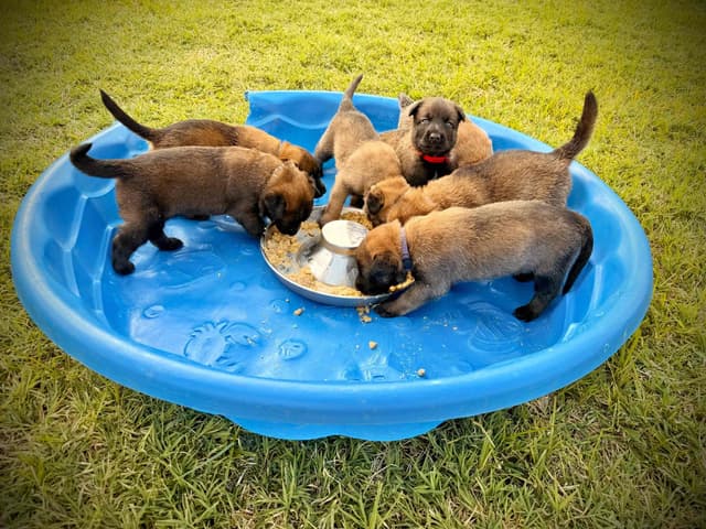 Belgian Malinois Puppies media 6