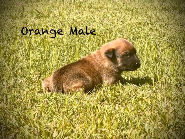 Belgian Malinois Puppies media 7