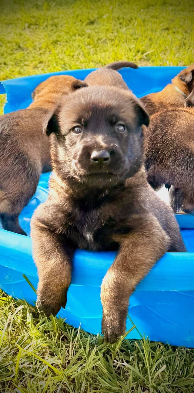 Belgian Malinois Puppies media 8