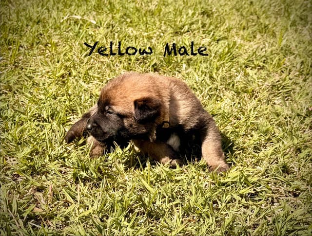 Belgian Malinois Puppies media 9
