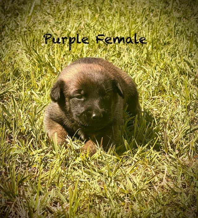 Belgian Malinois Puppies media 10